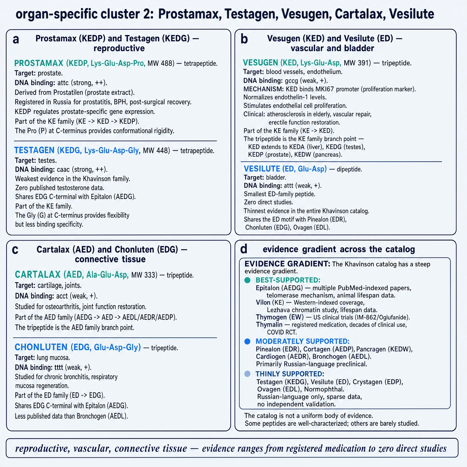 Organ cluster: Prostamax, Testagen, Vesugen, Cartalax, Vesilute