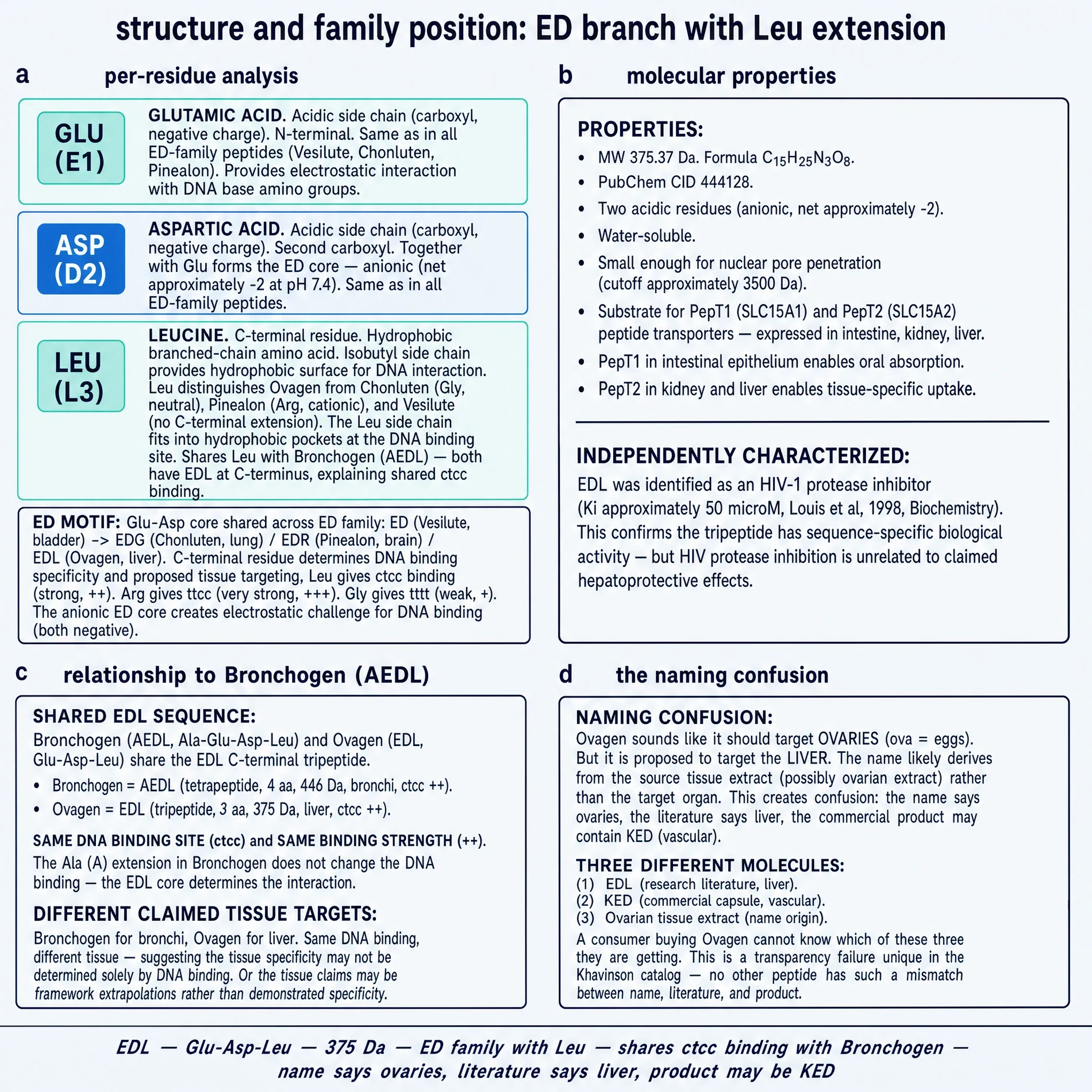 EDL residue architecture, ED-branch family, Bronchogen overlap