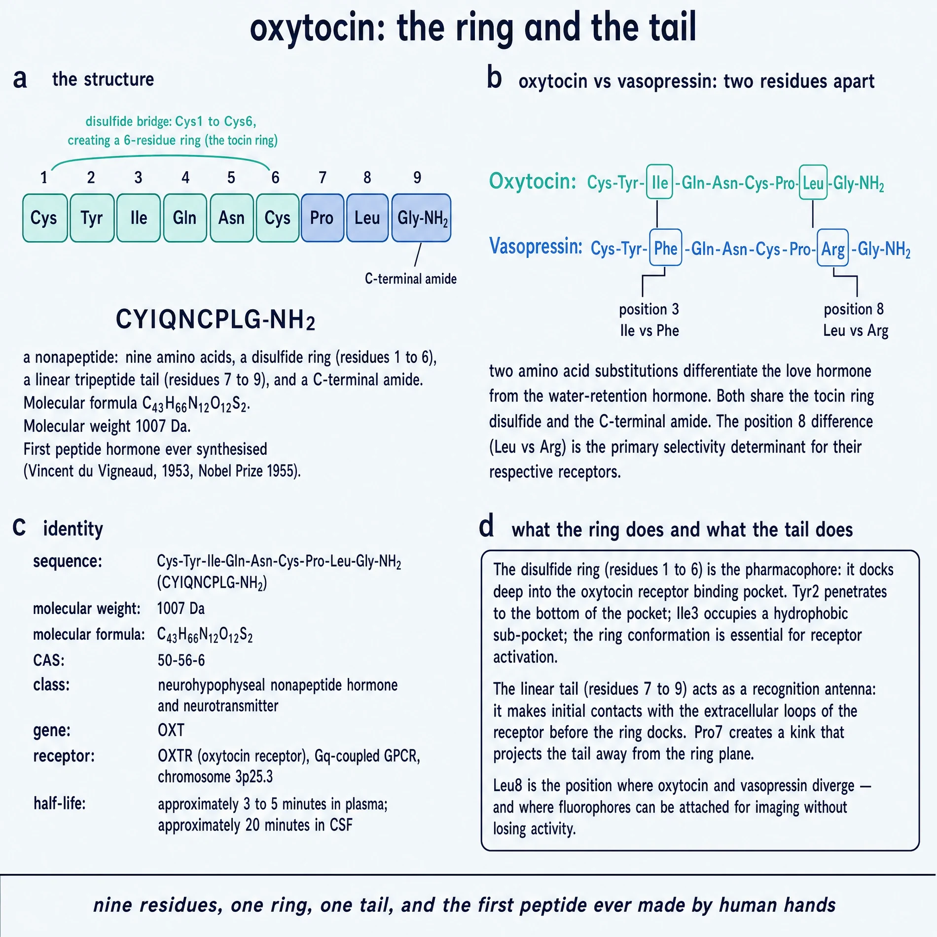 commissioned plate: ring tail