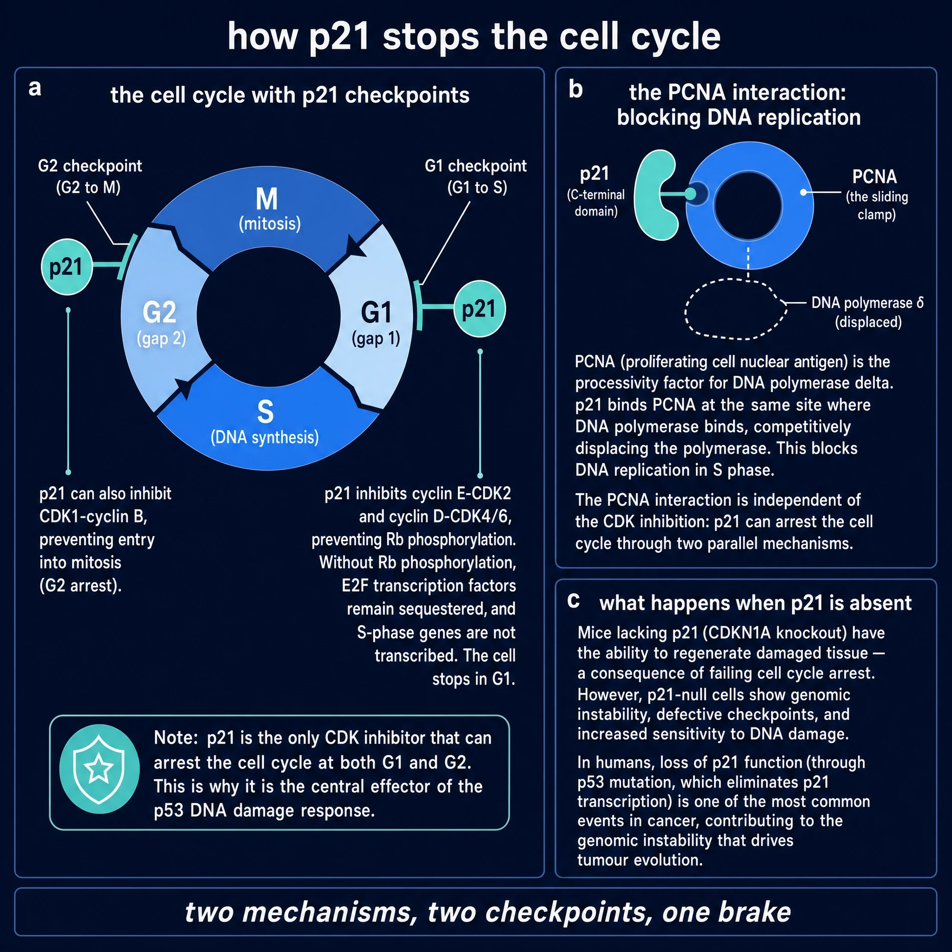 How p21/CDKN1A stops the cell cycle: G1 and G2 checkpoints and PCNA block (disambiguation exhibit, not Peptide 021)