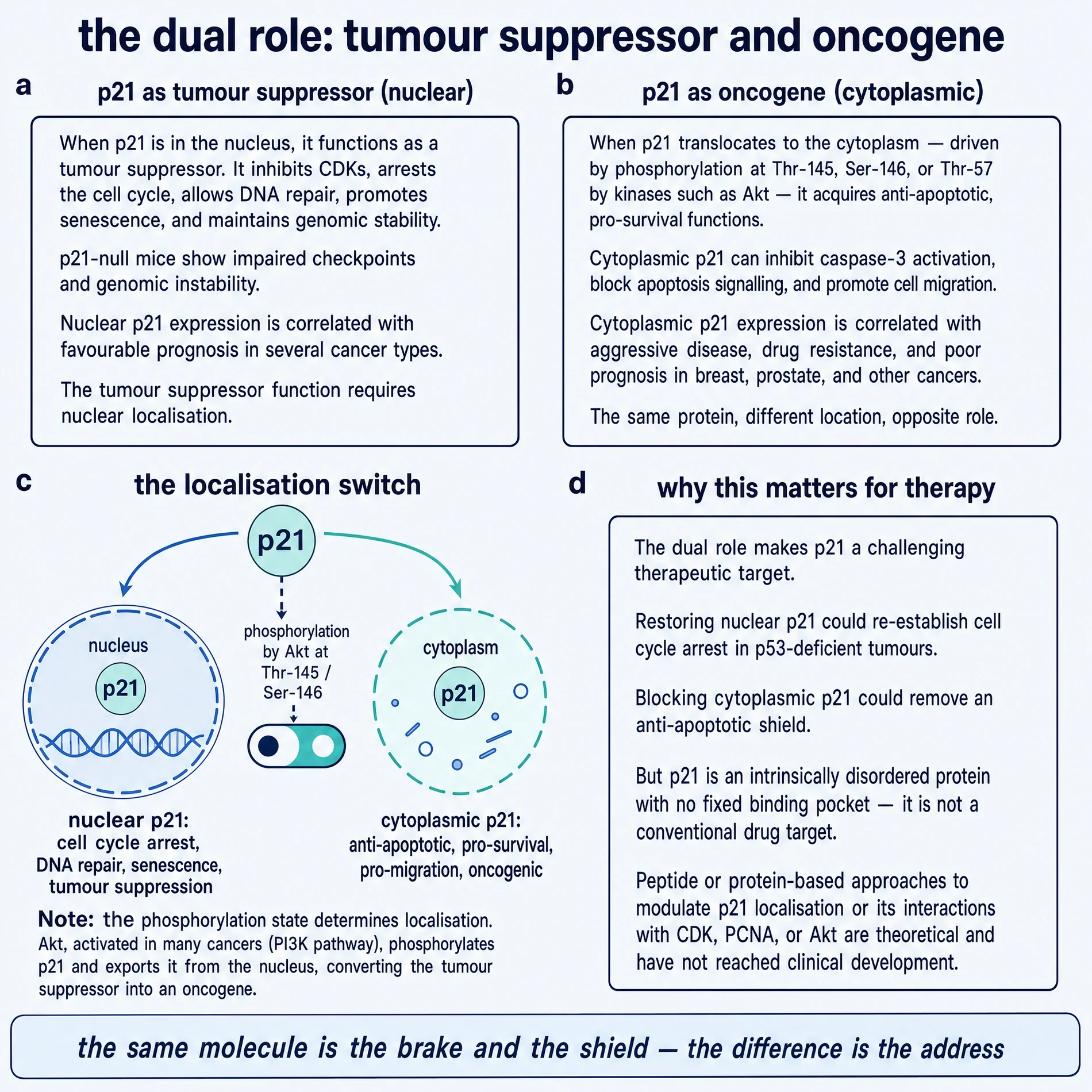 p21/CDKN1A dual role: nuclear tumour suppressor versus cytoplasmic oncogene (disambiguation exhibit, not Peptide 021)