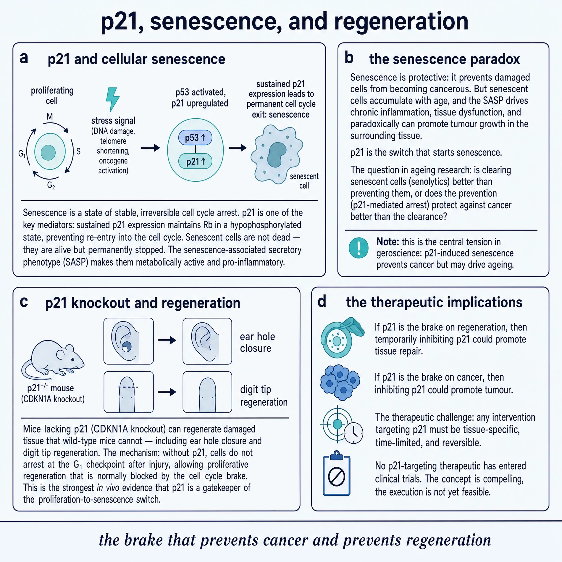 p21/CDKN1A in senescence and regeneration (disambiguation exhibit, not Peptide 021)
