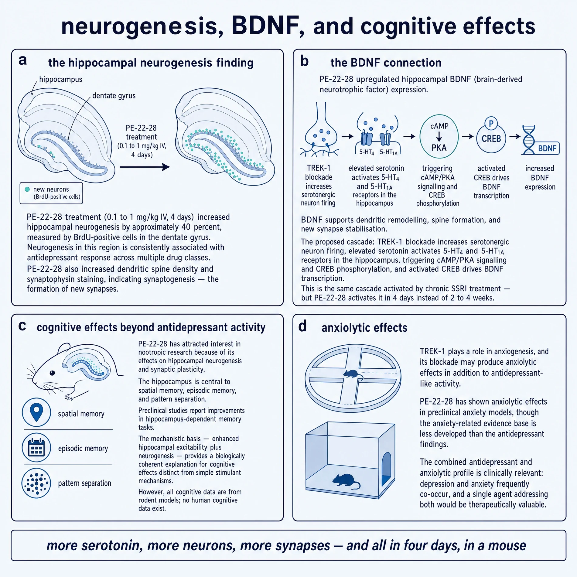 commissioned plate: neurogenesis