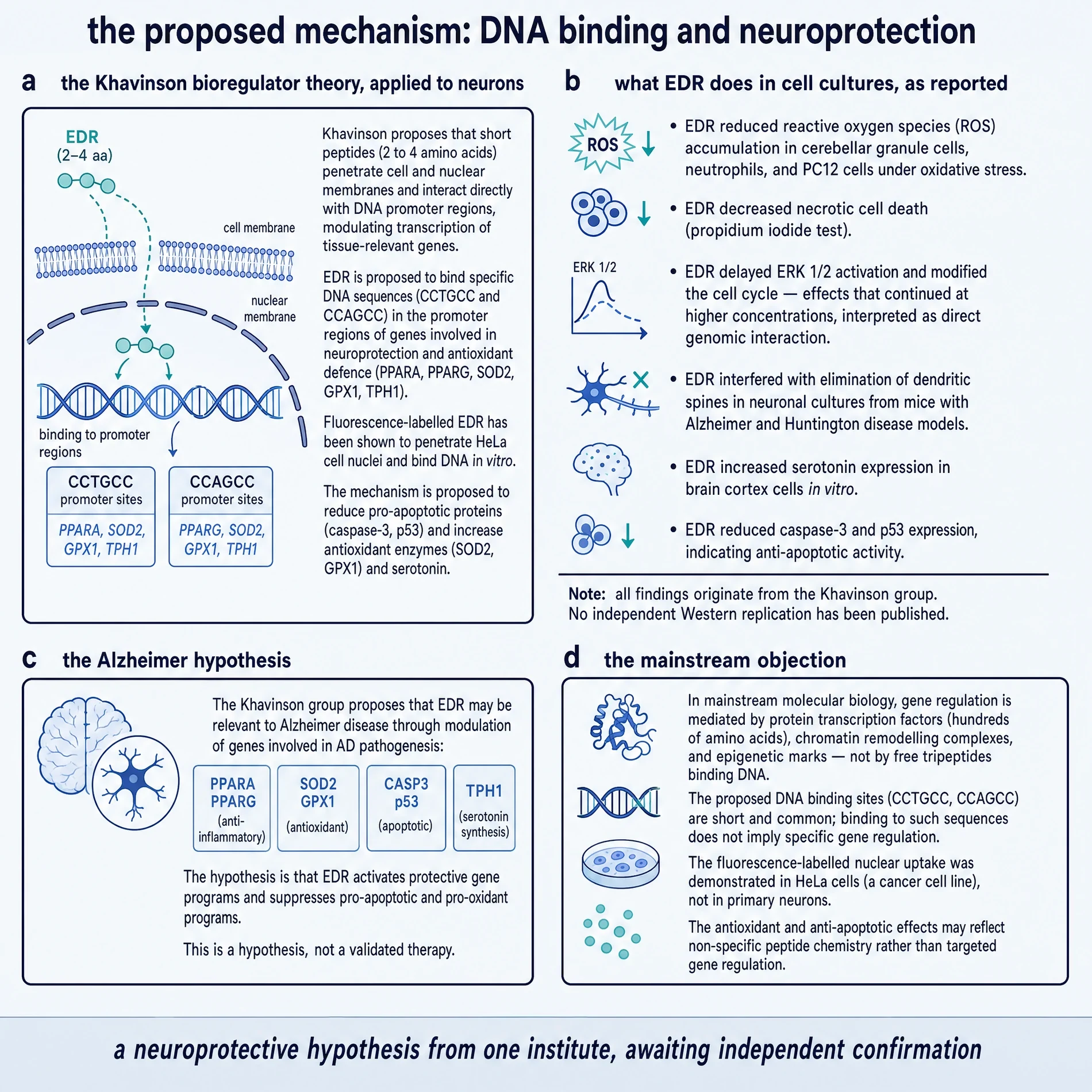 Proposed Pinealon mechanism: DNA binding, culture findings, Alzheimer hypothesis, and mainstream objection