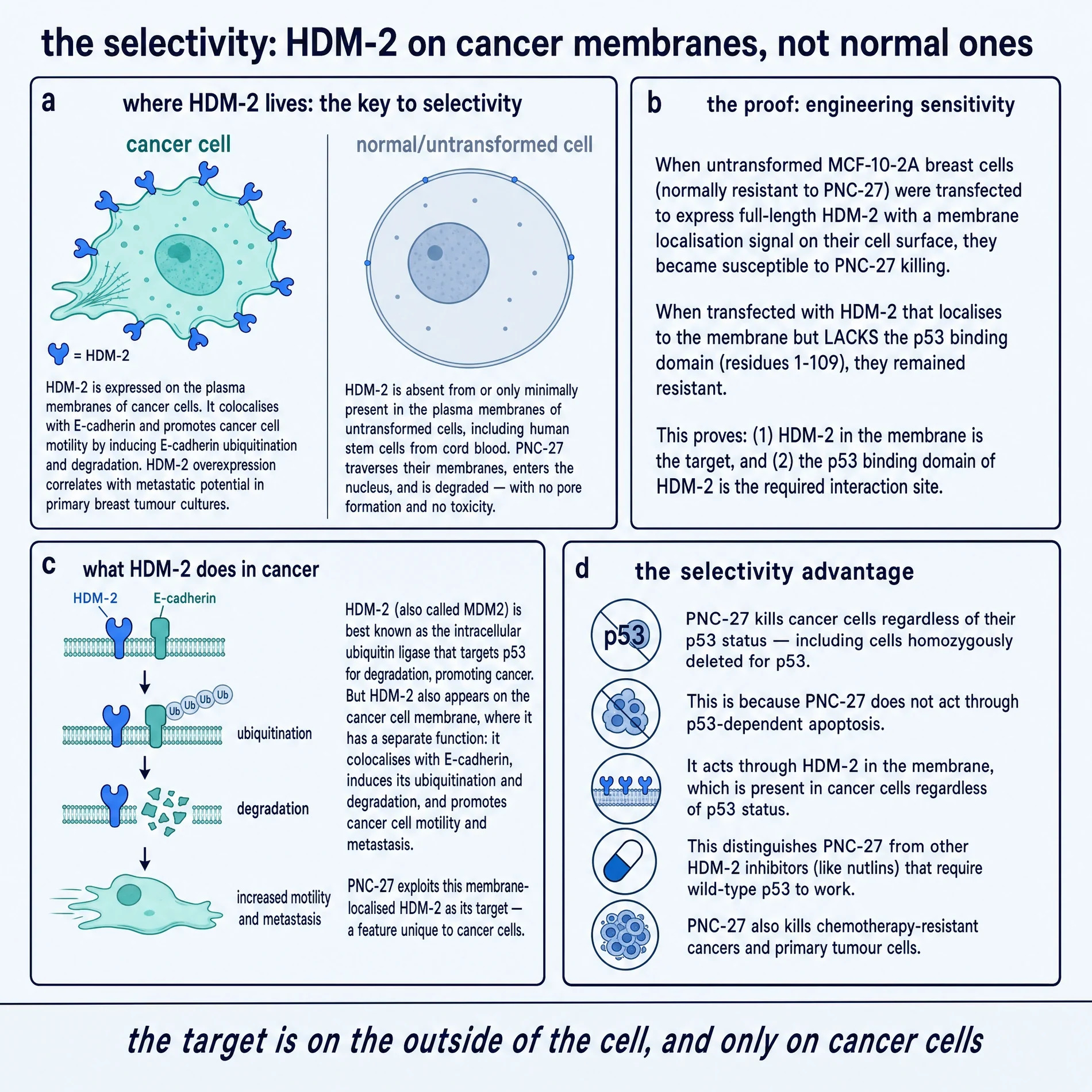 The selectivity: HDM-2 on cancer membranes, not normal ones
