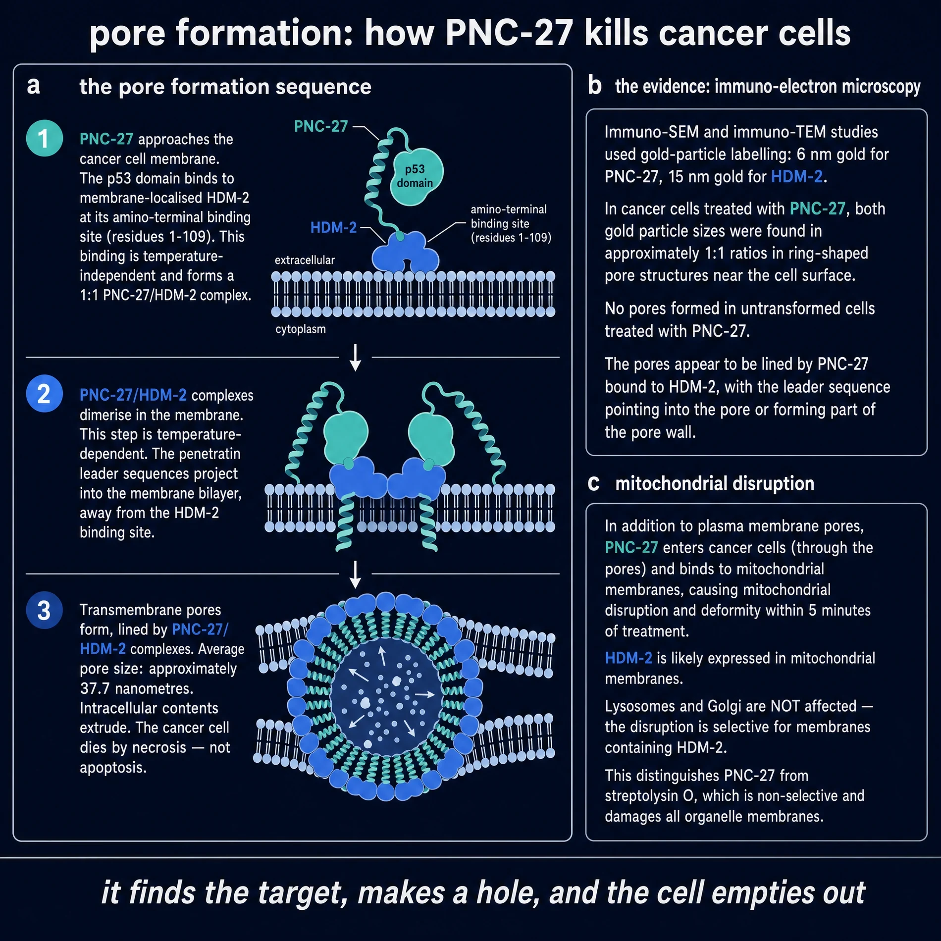 Pore formation: how PNC-27 kills cancer cells