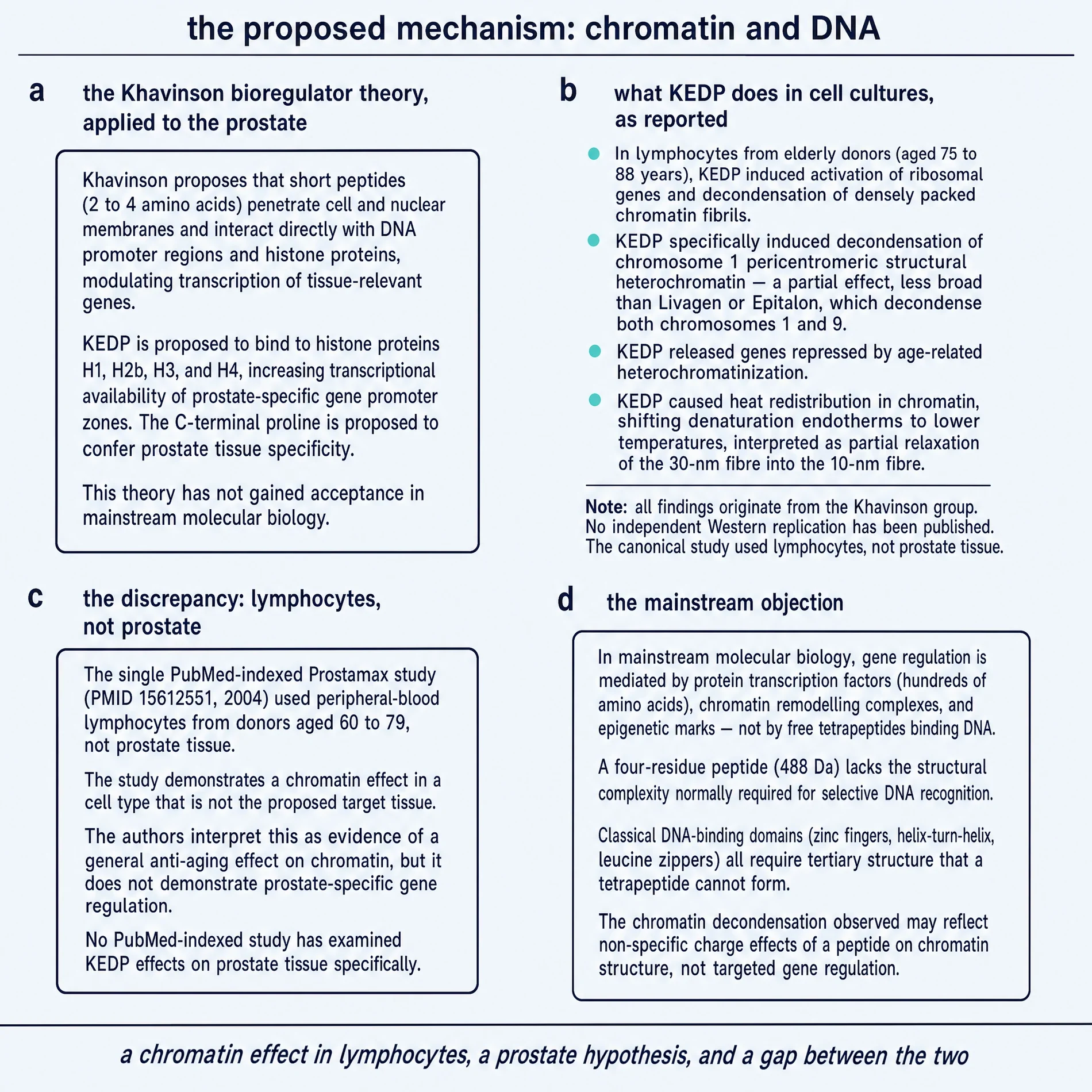 Proposed Prostamax mechanism: chromatin theory, lymphocyte findings, tissue discrepancy, and mainstream objection