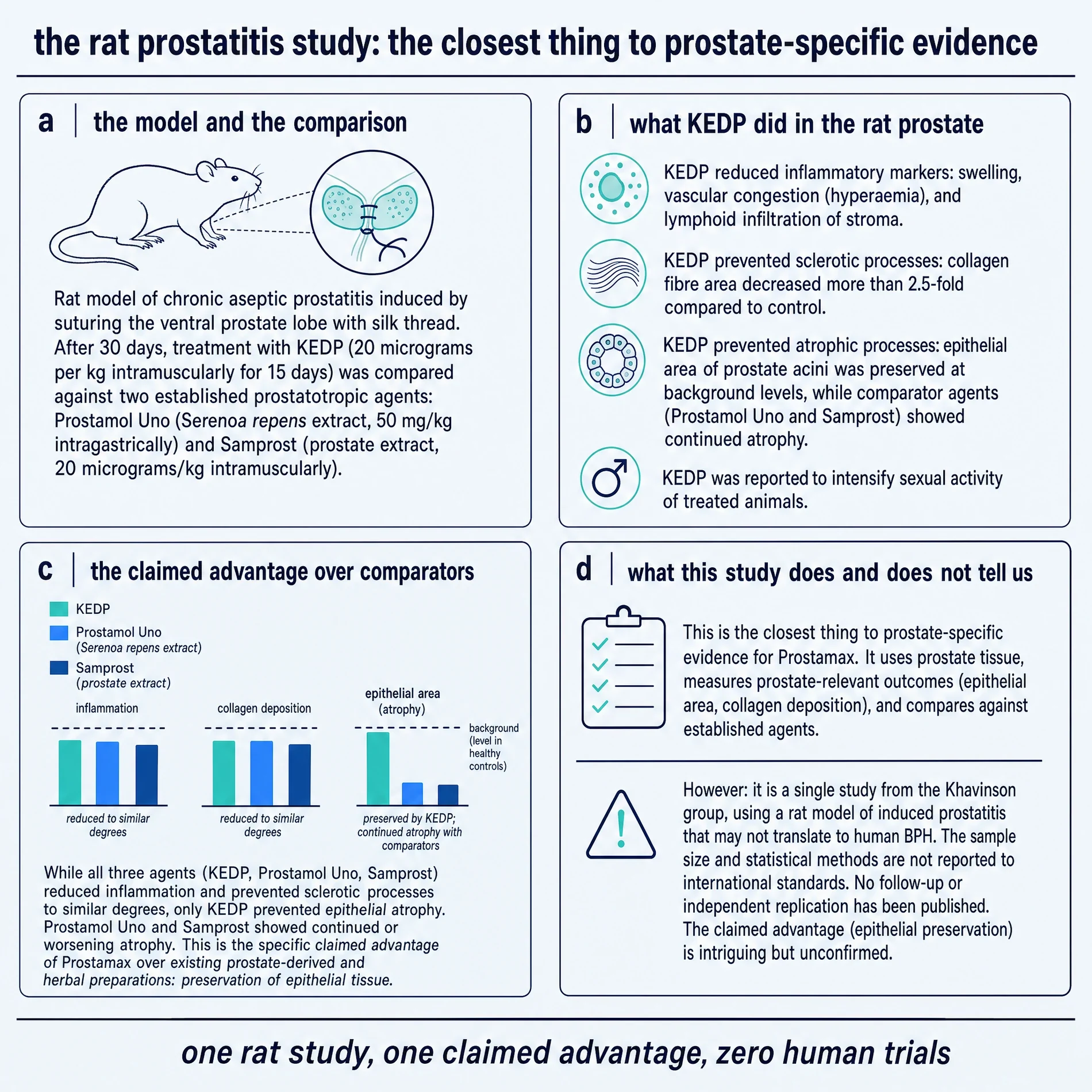 Rat chronic aseptic prostatitis study: model, results, claimed advantage, and limitations