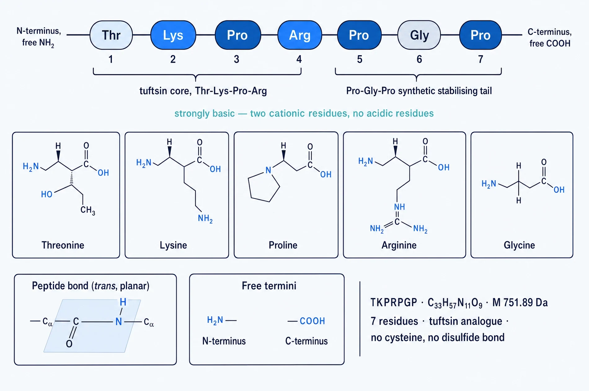 Primary structure of the heptapeptide as a labelled residue chain from the free amino terminus to the free carboxyl terminus, with the tuftsin core and the Pro-Gly-Pro tail bracketed, skeletal structures of the five constituent amino acids beneath, and insets showing the planar peptide bond and the free termini.