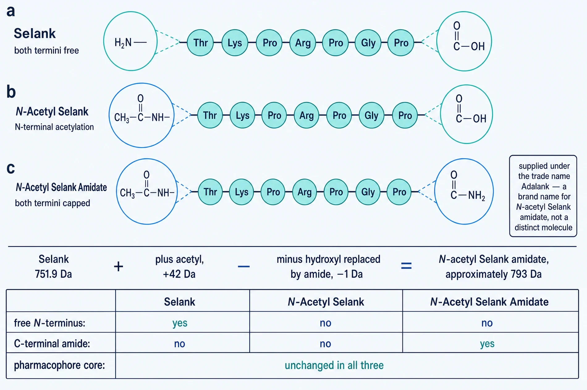 Three stacked panels comparing Selank with both termini free, N-acetyl Selank with the amino terminus capped, and N-acetyl Selank amidate with both termini capped, followed by the mass arithmetic and a comparison table.