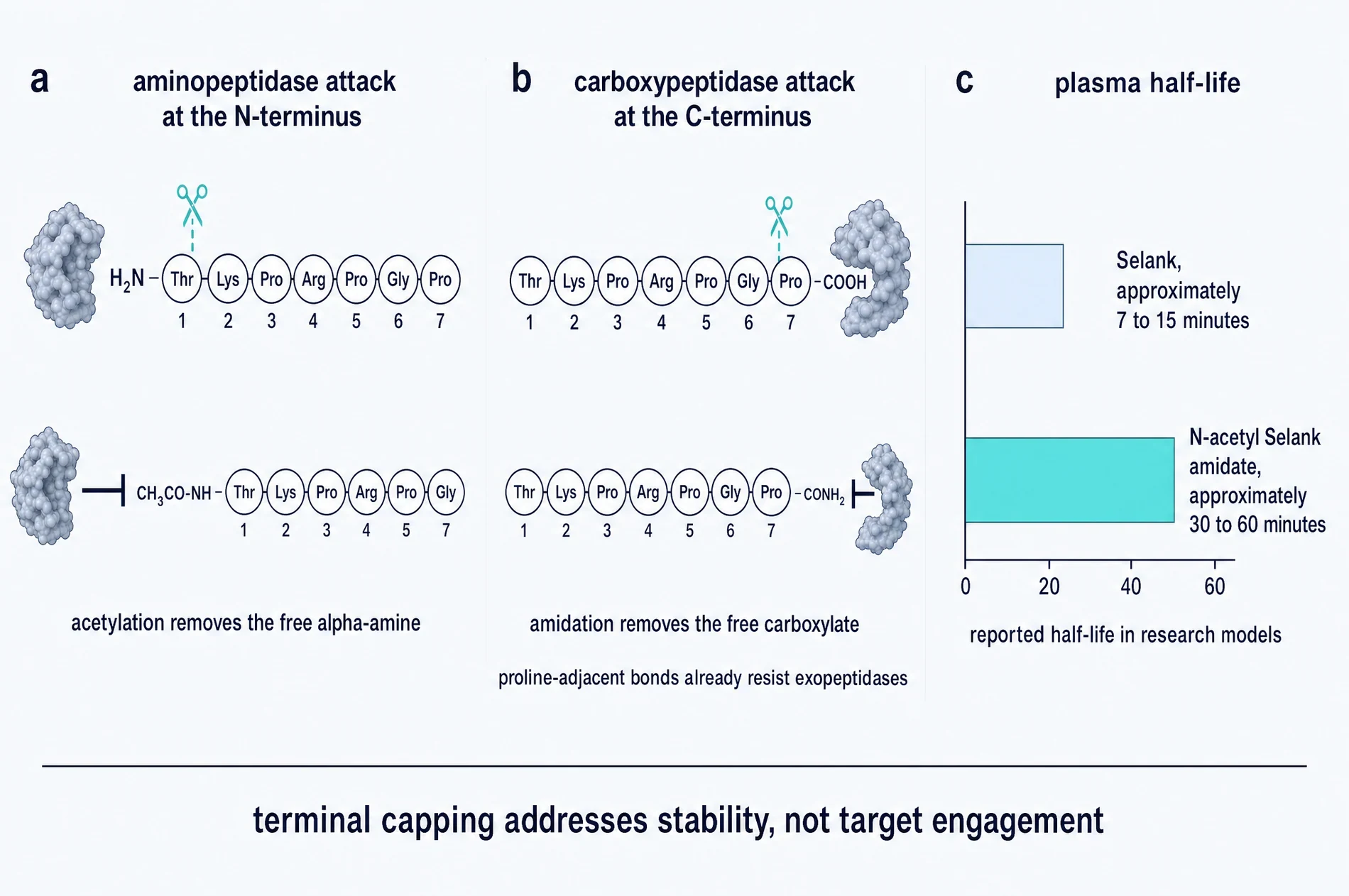 Three panels. Panel a, an aminopeptidase attacking the free amino terminus, blocked by acetylation. Panel b, a carboxypeptidase attacking the free carboxyl terminus, blocked by amidation. Panel c, a bar chart of reported plasma half-life for the parent peptide and the doubly capped analogue.