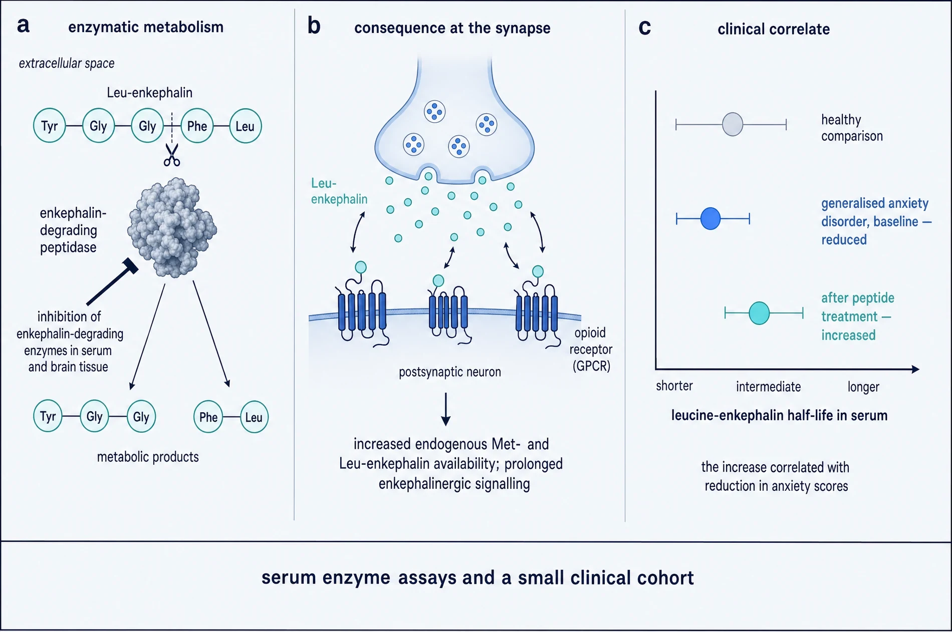 Three panels. Panel a, leucine-enkephalin being cleaved by a peptidase, with that peptidase inhibited. Panel b, the synaptic consequence, increased enkephalin availability at opioid receptors. Panel c, leucine-enkephalin serum half-life in healthy comparison, in generalised anxiety disorder at baseline, and after peptide treatment.
