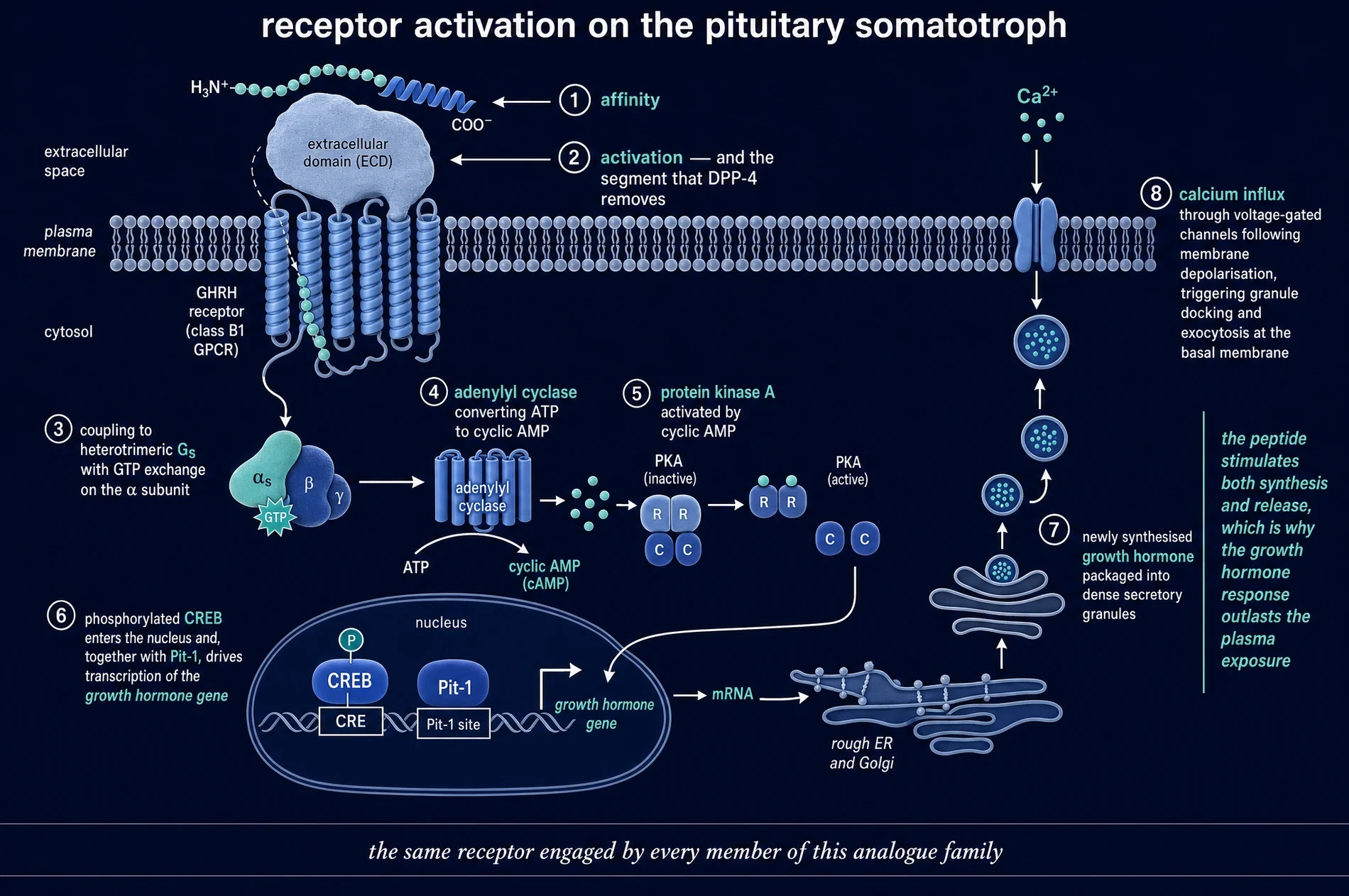 Receptor activation cascade on the pituitary somatotroph, numbered one to eight, from peptide binding through Gs, adenylyl cyclase, cyclic AMP, protein kinase A, CREB and Pit-1 to granule exocytosis