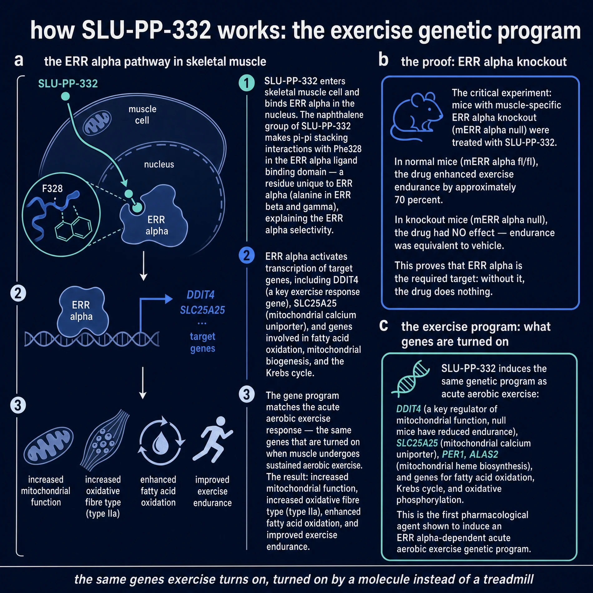 Dark-mode commissioned plate: SLU-PP-332 binds ERRα, induces the exercise gene program, and fails in ERRα knockout mice