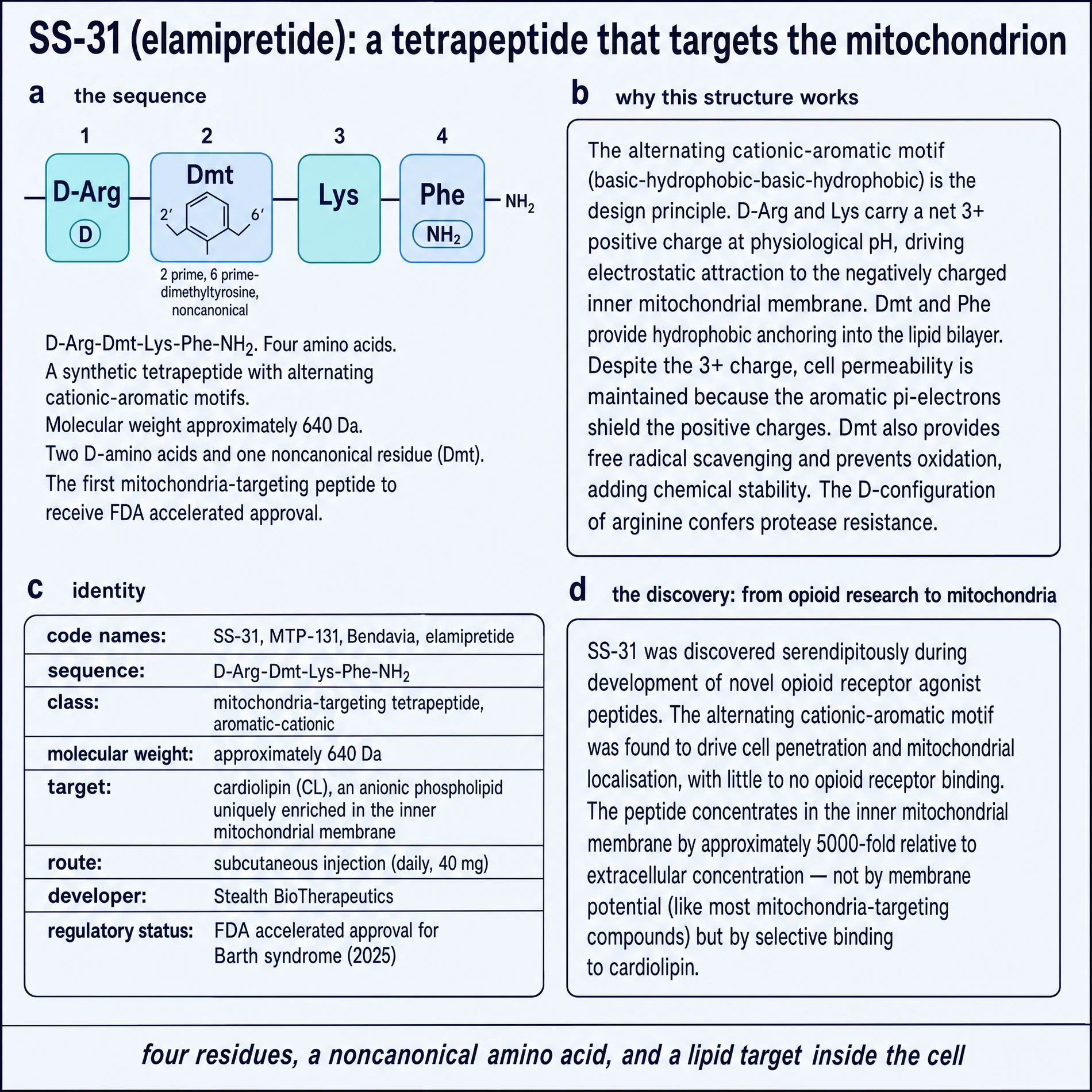 SS-31 molecular anatomy: D-Arg-Dmt-Lys-Phe-NH2 sequence, alternating cationic-aromatic motif, identity aliases, and discovery context