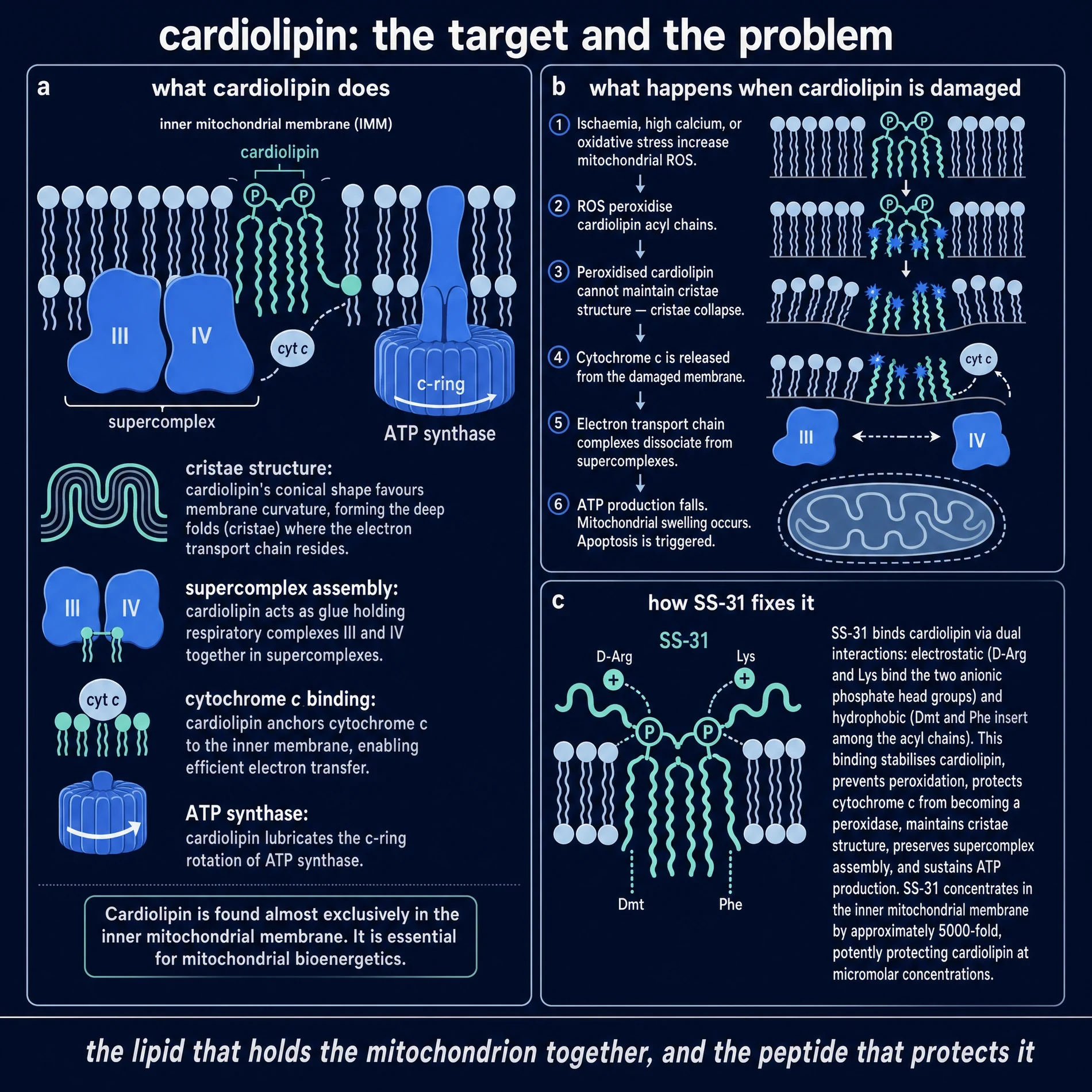 Cardiolipin structure and function in the inner mitochondrial membrane, peroxidation cascade, and SS-31 dual binding interactions