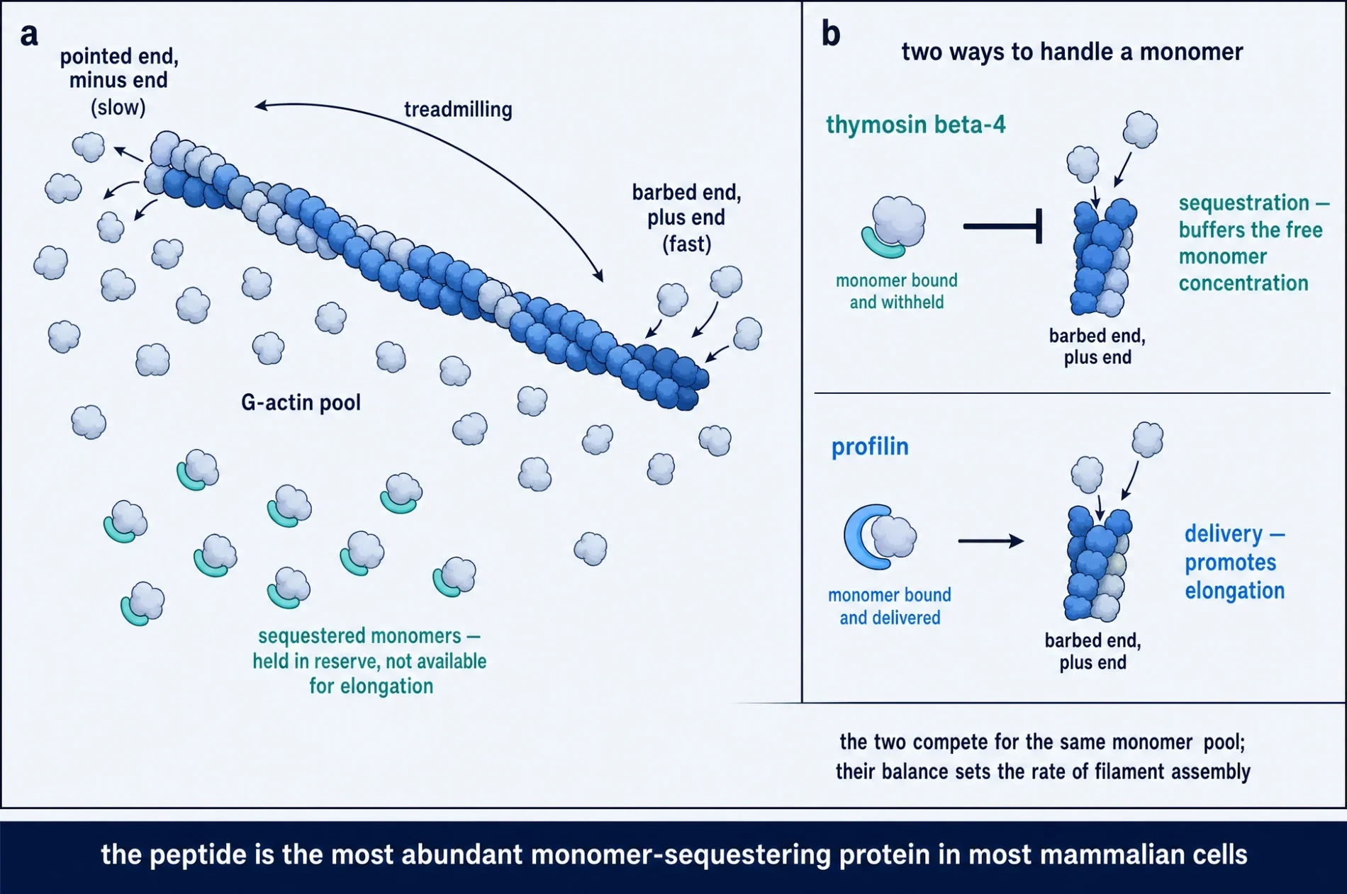 Figure 5. Regulation of the actin monomer pool.