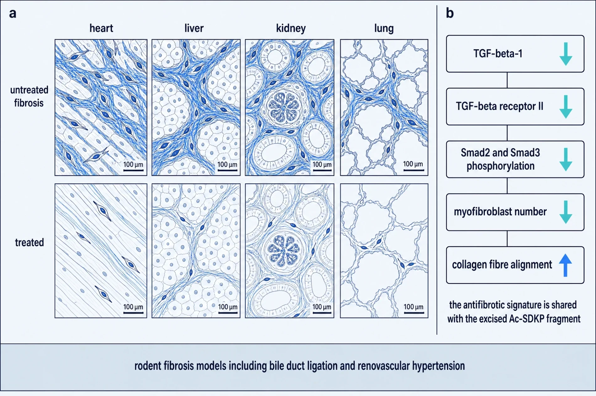 Figure 9. Reduction of fibrosis across organs.