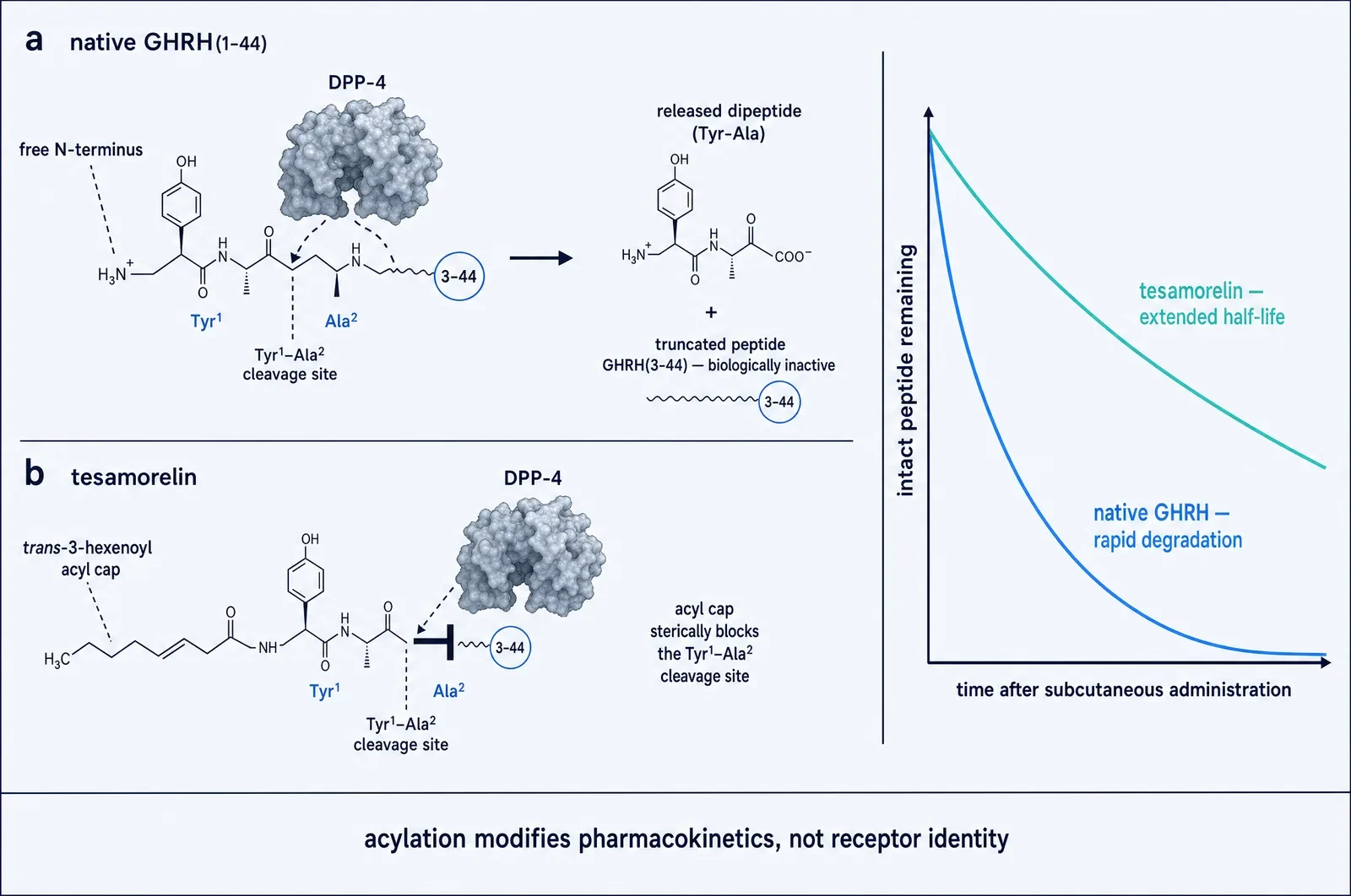 Two-panel comparison. Panel a: native GHRH(1-44) with a free N-terminus is cleaved by DPP-4 at the Tyr1-Ala2 bond, releasing the dipeptide Tyr-Ala and leaving the biologically inactive truncated peptide GHRH(3-44). Panel b: tesamorelin carries a trans-3-hexenoyl acyl cap that sterically blocks the same cleavage site. A decay curve at right shows native GHRH degrading rapidly while tesamorelin retains intact peptide far longer.