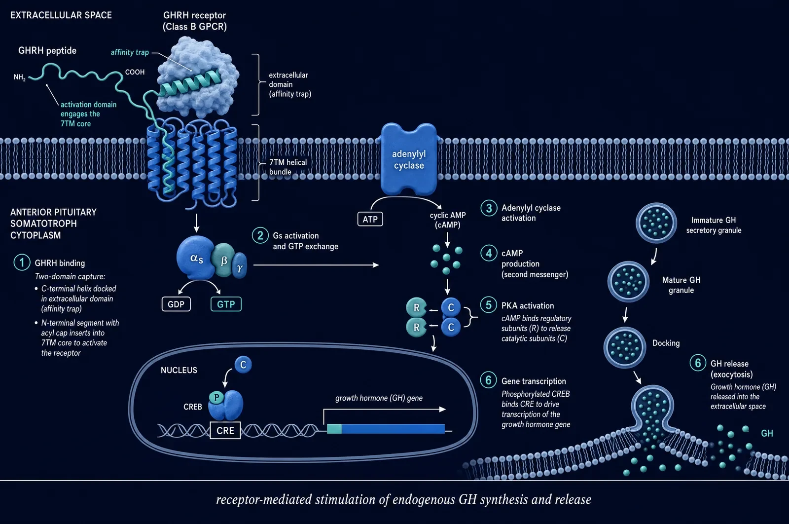 Dark-field diagram of an anterior pituitary somatotroph. GHRH peptide binds a Class B G-protein coupled receptor, with its C-terminal helix docked in the extracellular affinity trap domain and its N-terminal segment inserted into the seven-transmembrane helical bundle. Six numbered steps follow: GHRH binding, Gs activation and GTP exchange, adenylyl cyclase activation, cyclic AMP production, protein kinase A activation with regulatory and catalytic subunits separating, and gene transcription in which phosphorylated CREB binds the CRE element to drive growth hormone gene transcription. A parallel track at right shows immature growth hormone secretory granules maturing, docking at the membrane and releasing growth hormone by exocytosis.
