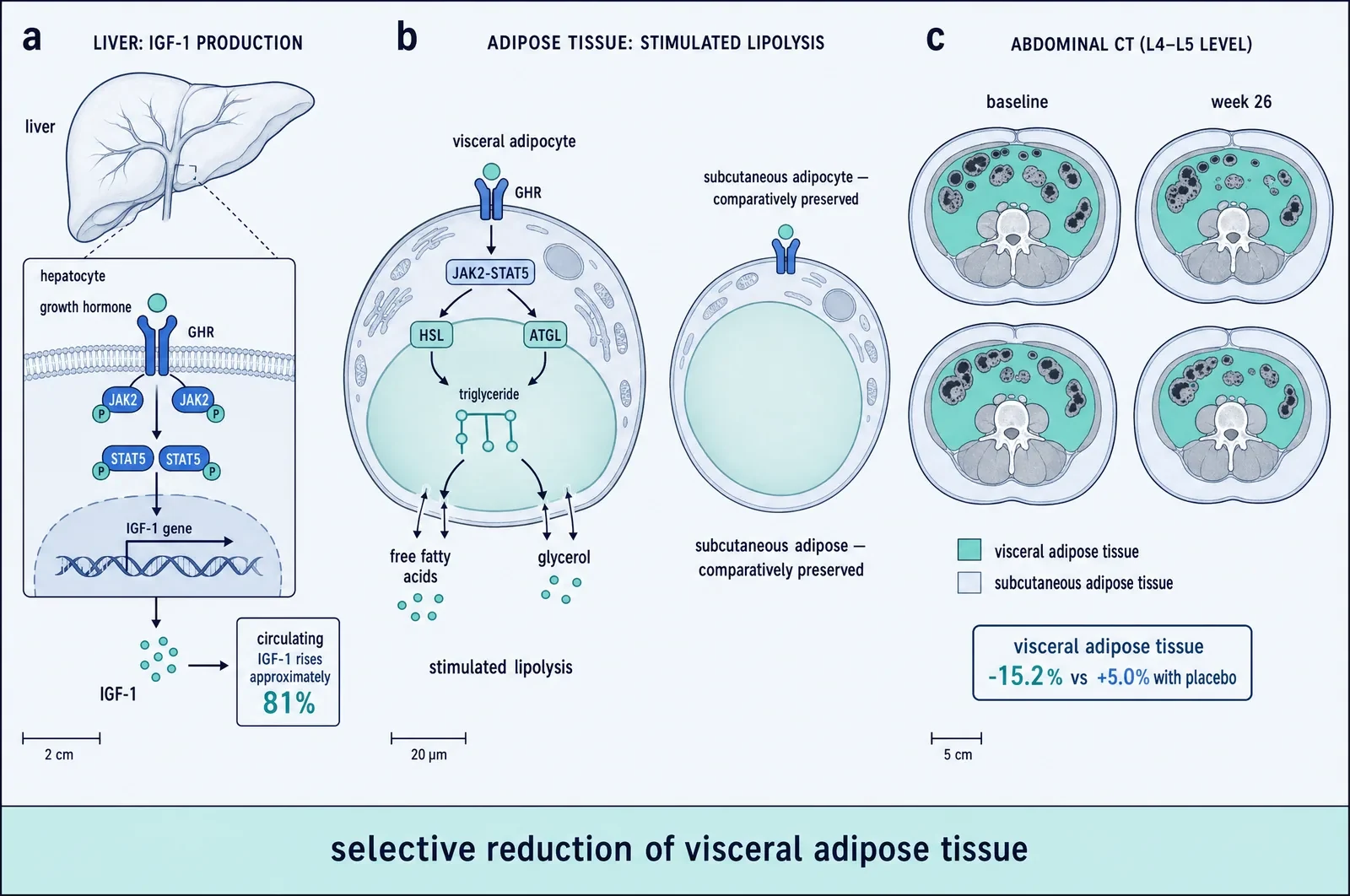 Three-panel figure. Panel a: growth hormone binds its receptor on a hepatocyte, JAK2 and STAT5 phosphorylation leads to IGF-1 gene transcription and release, with circulating IGF-1 rising approximately 81 percent. Panel b: a visceral adipocyte with growth hormone receptor signalling through JAK2-STAT5 to activate hormone-sensitive lipase and adipose triglyceride lipase, breaking triglyceride into free fatty acids and glycerol; beside it a subcutaneous adipocyte is shown comparatively preserved. Panel c: paired abdominal CT cross-sections at the L4 to L5 level at baseline and week 26, with visceral adipose tissue shaded and subcutaneous adipose tissue in a lighter tone, annotated visceral adipose tissue minus 15.2 percent versus plus 5.0 percent with placebo.