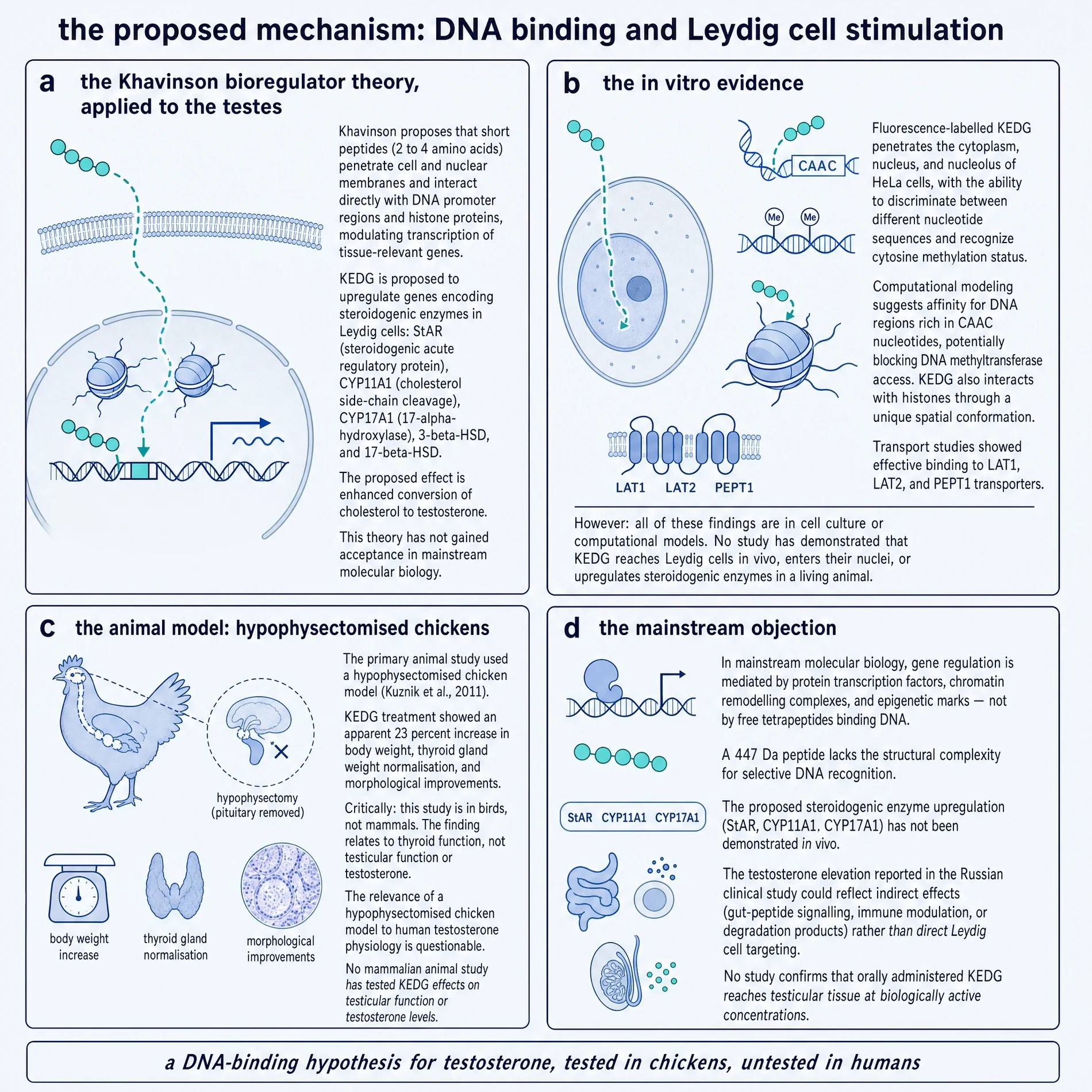 Proposed DNA-binding / Leydig mechanism and its limits