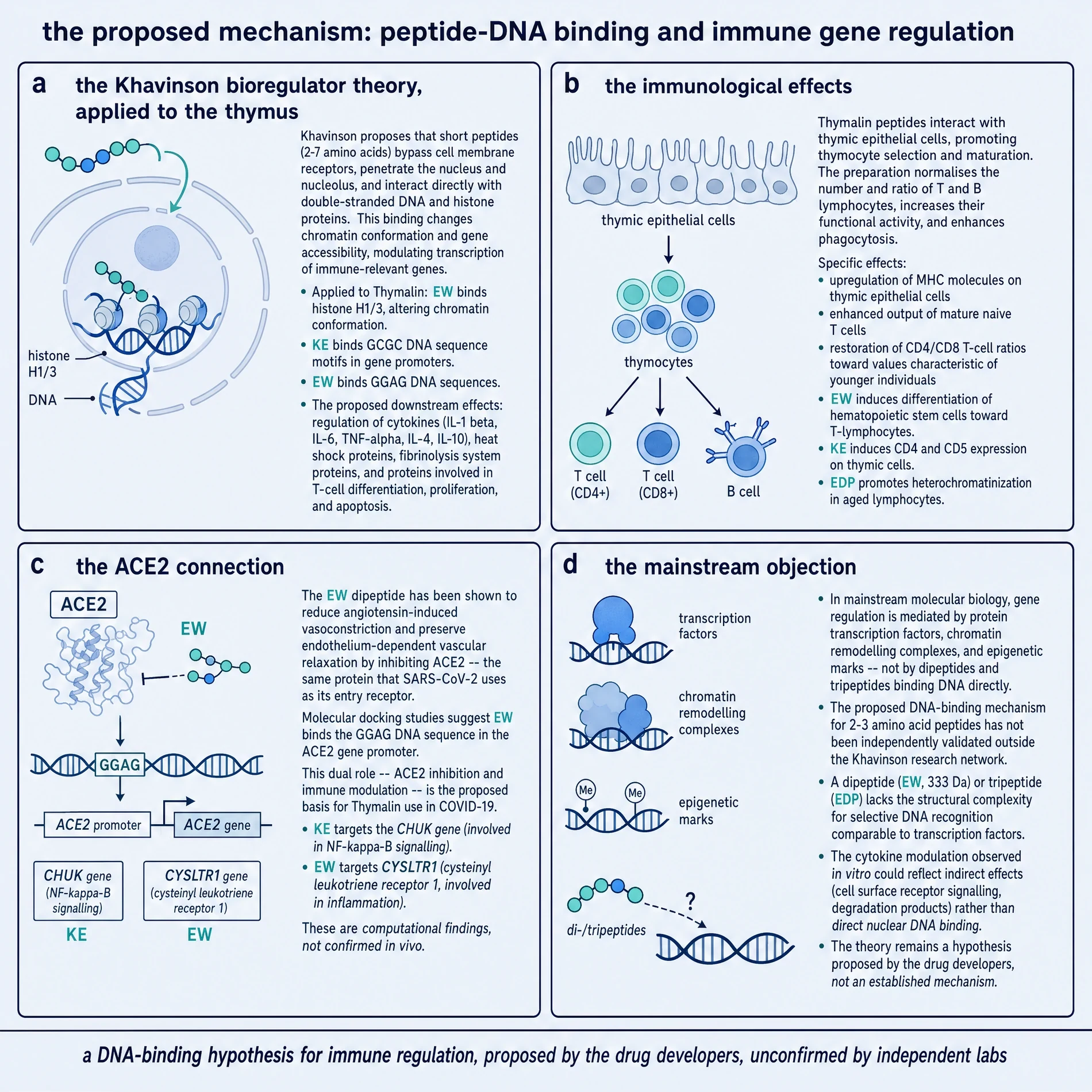 Proposed Thymalin mechanism: peptide-DNA binding hypothesis, immune effects, ACE2 framing, mainstream objection