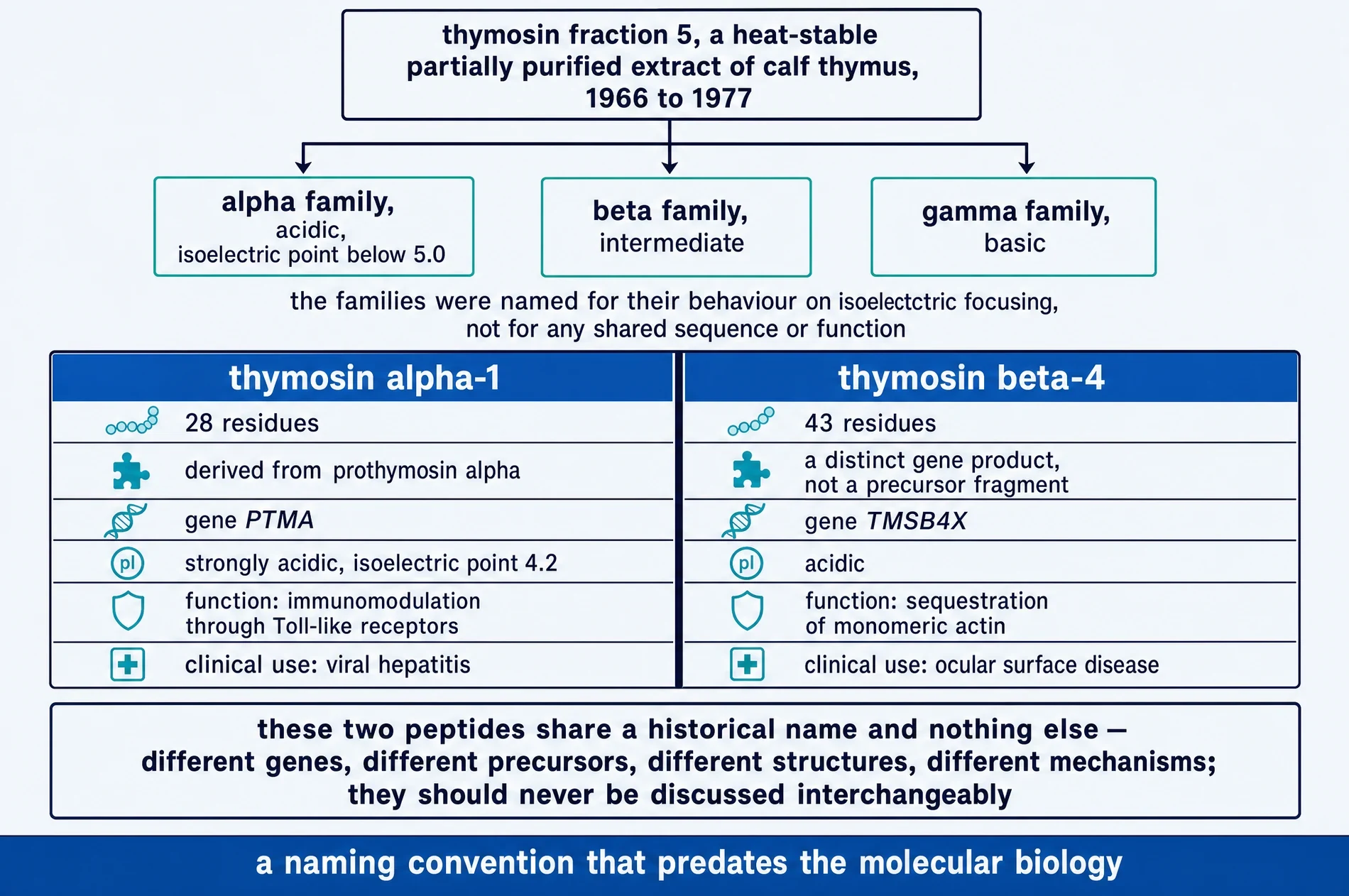 Diagram disentangling the word thymosin: fraction 5 dividing into alpha, beta and gamma families by isoelectric point, and a side-by-side comparison of thymosin alpha-1 and thymosin beta-4 across length, precursor, gene, charge, mechanism and clinical use.