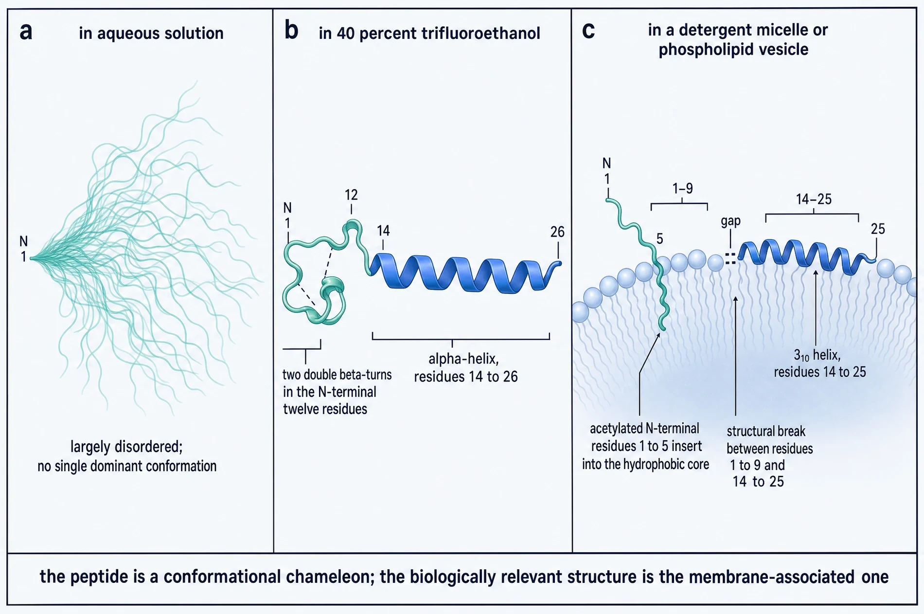 Three-panel comparison of thymosin alpha-1 conformation: a disordered ensemble in aqueous solution, a defined alpha-helix with N-terminal beta-turns in 40 percent trifluoroethanol, and a membrane-associated form with a 3-10 helix and the acetylated N-terminus inserted into the bilayer.