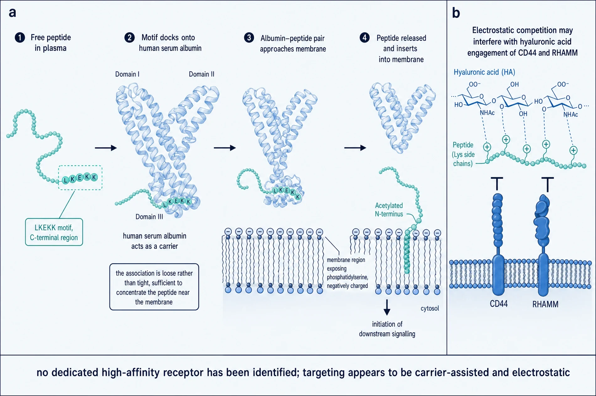 Diagram of carrier-assisted membrane targeting: the LKEKK motif docking loosely onto human serum albumin, the albumin-peptide pair approaching a phosphatidylserine-exposing membrane, release and insertion of the acetylated N-terminus, and a separate panel showing electrostatic competition with hyaluronic acid at CD44 and RHAMM.