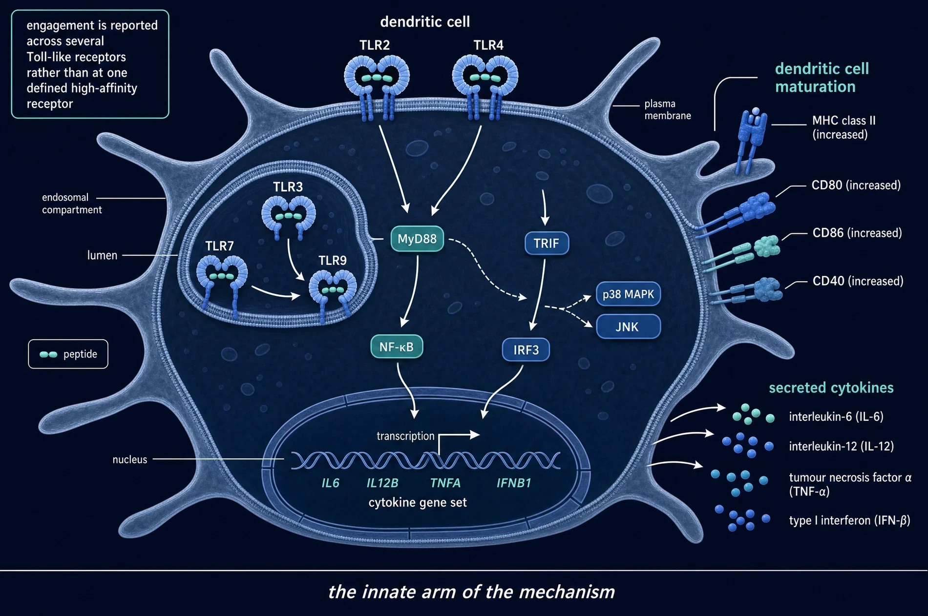 Dendritic cell schematic on a navy ground showing TLR2 and TLR4 at the plasma membrane, TLR3, TLR7 and TLR9 in the endosome, signalling through MyD88 to NF-kappa-B and TRIF to IRF3 with p38 MAPK and JNK branches, driving a cytokine gene set, with surface maturation markers and secreted cytokines.