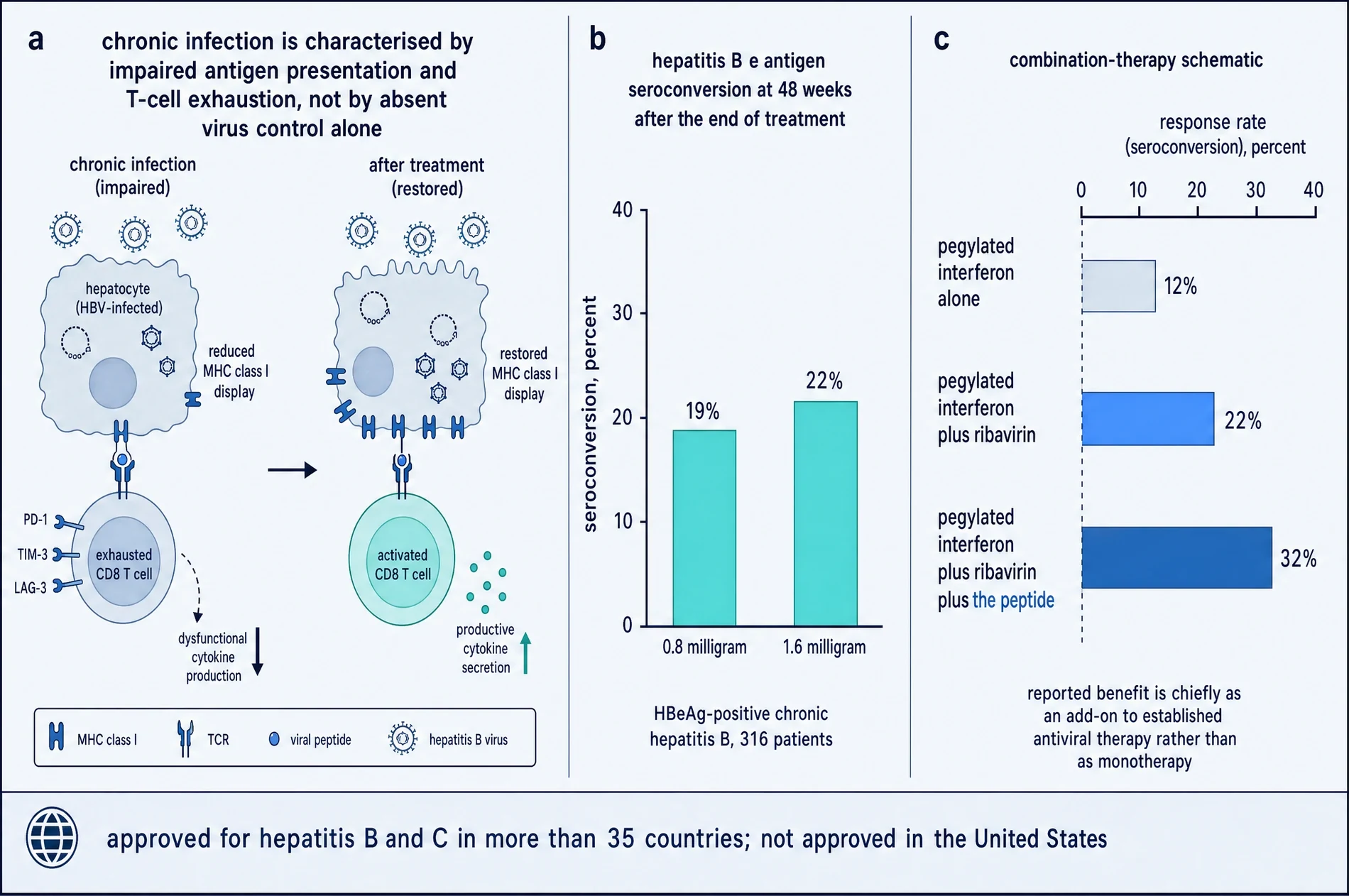 Three-panel figure on chronic viral hepatitis: exhausted CD8 T cells and reduced MHC class I on infected hepatocytes restored after treatment; a bar chart of hepatitis B e antigen seroconversion at 48 weeks; and a horizontal bar comparison of hepatitis C response rates across three regimens.