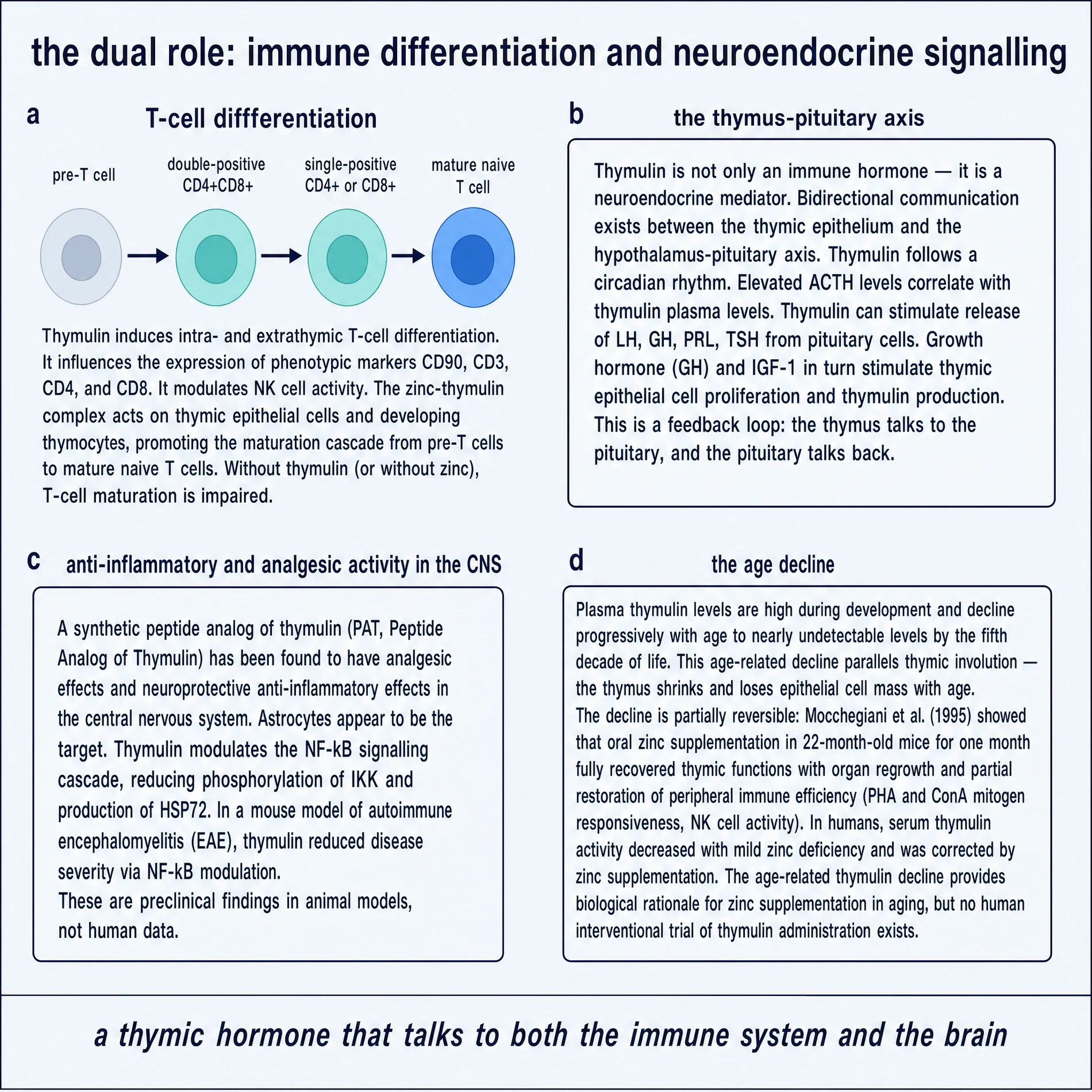 Thymulin dual role: T-cell differentiation and neuroendocrine signalling