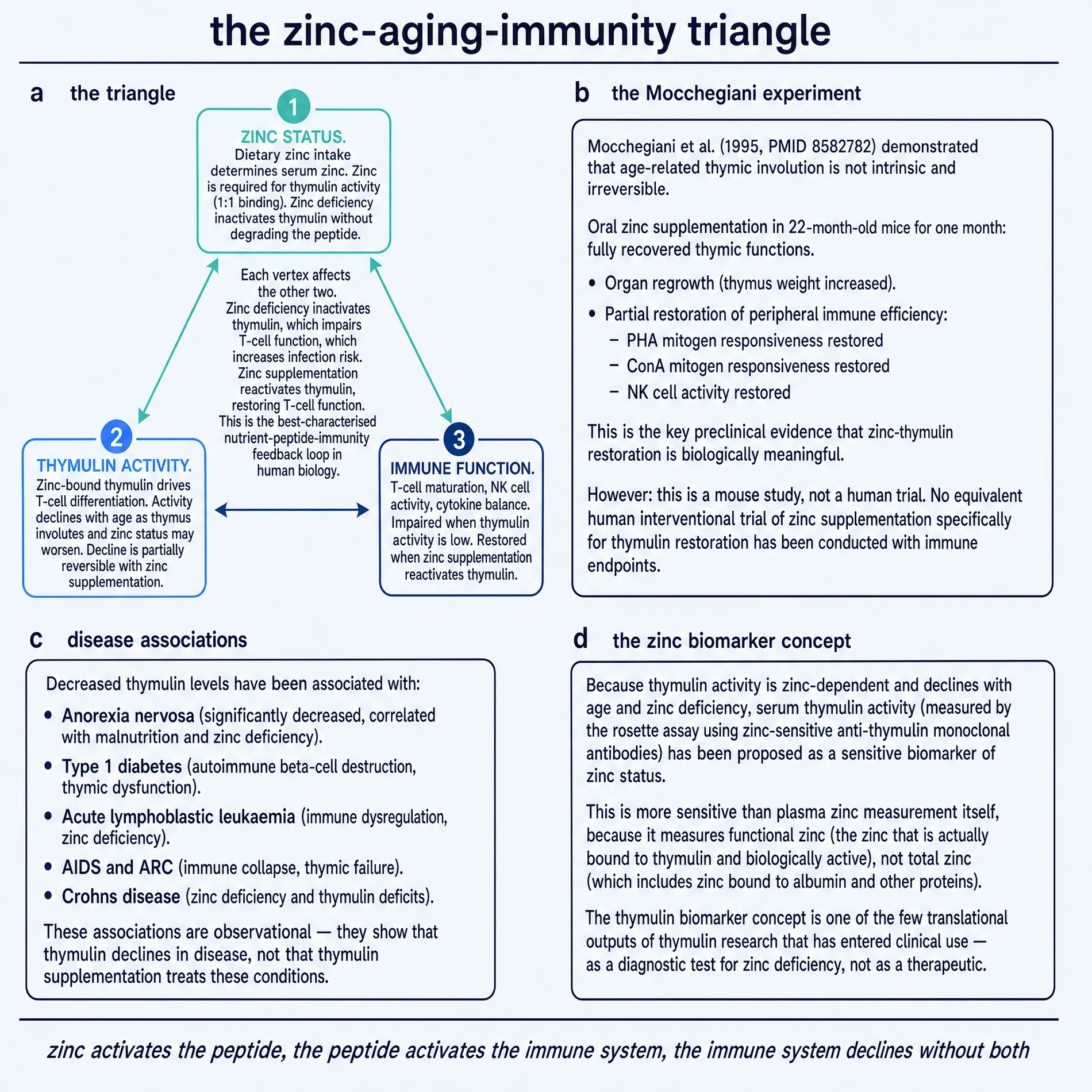Zinc-aging-immunity triangle and thymulin as zinc biomarker