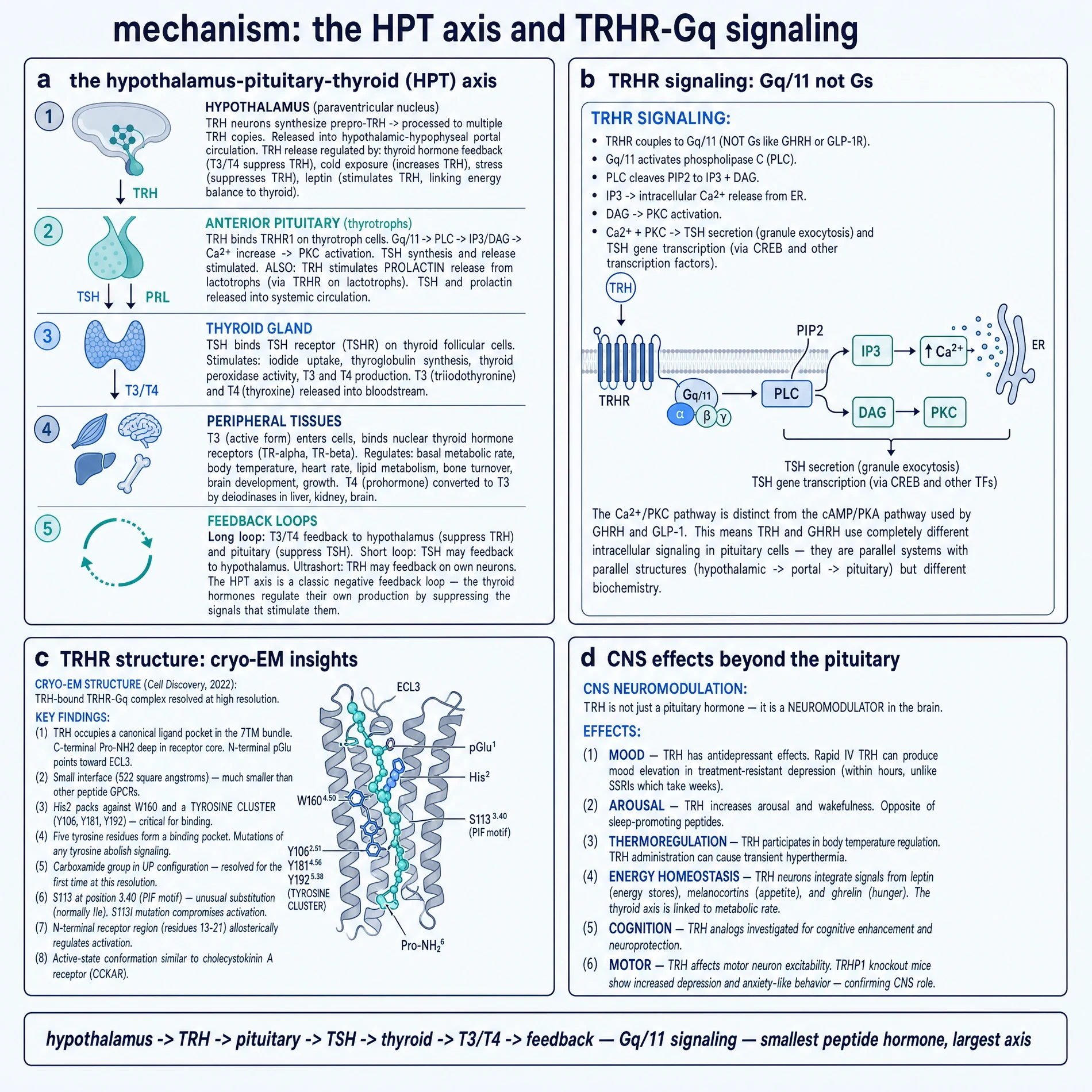 HPT axis, TRHR-Gq signalling, cryo-EM pocket, CNS neuromodulation