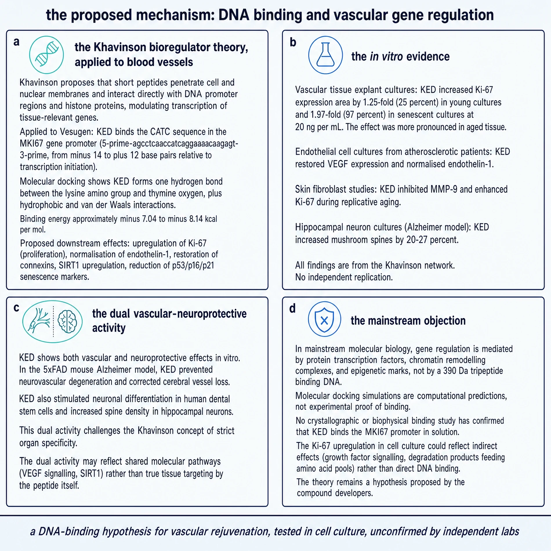 Proposed DNA-binding mechanism and dual vascular-neuro activity